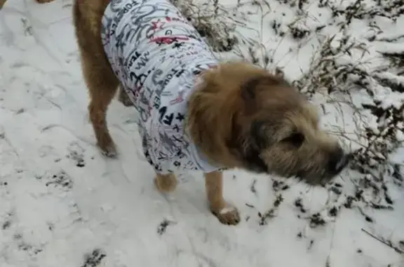 Пропала собака, улица Римского-Корсакова, Волгоград - короткий хвост, немного хромает - photo