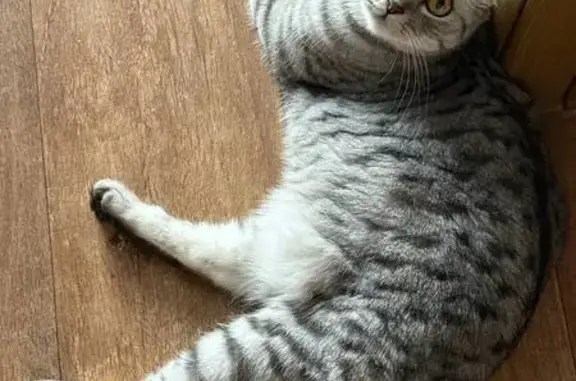 Пропала кошка, улица Тимирязева, 32, Вольск - photo