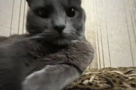 Потерянные животные Рыбное, фото: Пропала кошка, Большая улица, 4, Рыбное - серый с белым пятнышком на горле