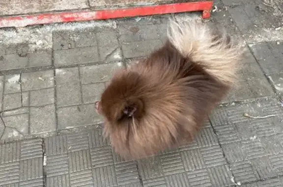 Найденные животные Саратов, фото: Найдена собака, Большая Казачья улица, Саратов - коричневый шпиц с травмой лапы