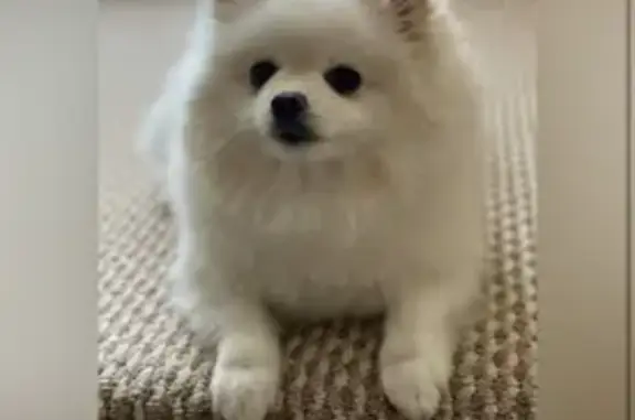 Пропал собака, улица Ф.И.Тютчева, 5 к1, Омск - белый шпиц, 9 лет - photo