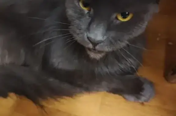 Найдена кошка, Новосибирск, фото: Найдена кошка, женский пол, улица Татьяны Снежиной, Новосибирск - очень истощена