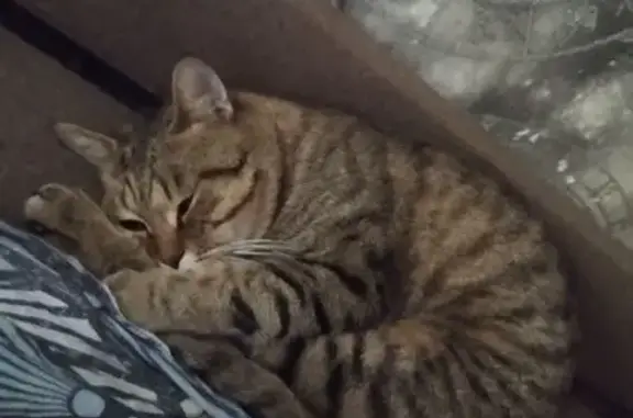 Кошки потеряшки, Зея, фото: Потеряшка кот, Зея - спрыгнул с окна