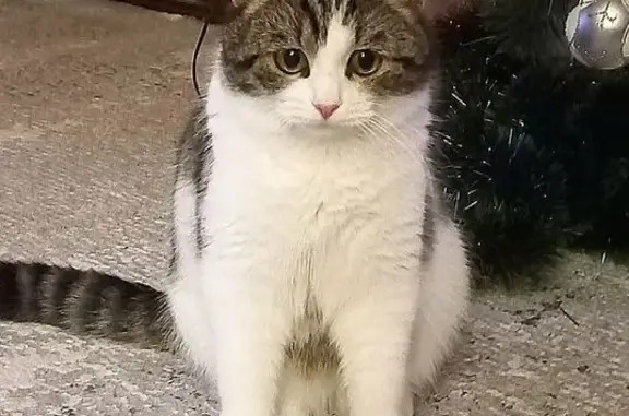 Пропал кот, Станичная улица, Борисоглебск - короткошёрстный, средних размеров - photo