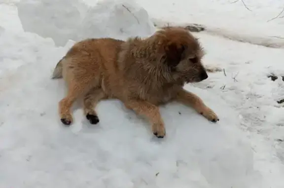 Пропала собака, улица Римского-Корсакова, Волгоград - короткий хвост, немного хромает - photo