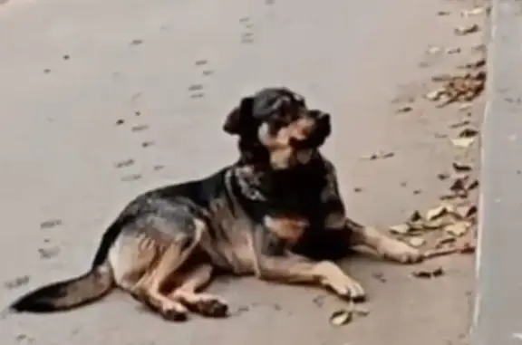 Пропал собака, улица Римского-Корсакова, Волгоград - шустрый темный пес Боня - photo