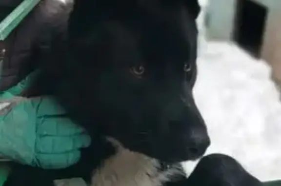 Пропал собака, Садовая улица, Тюмень - чёрный, грудка белая - photo