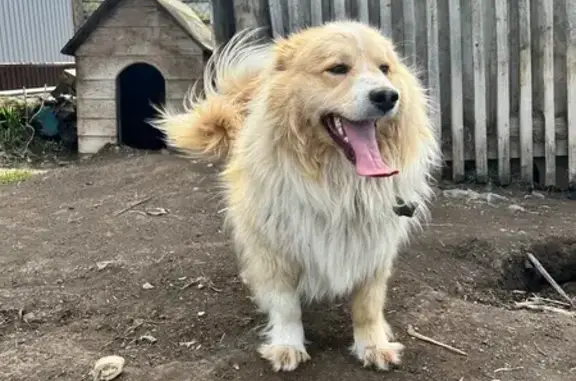 Пропал собака, Чинета, Озерки - пушистый, рыжий окрас - photo