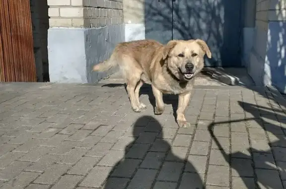 Пропал собака, мужской, 2-й Южный переулок, Белгород - нуждается в лечении - photo