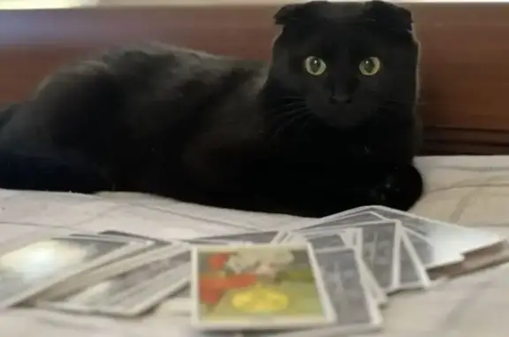 Кошки потеряшки, Челябинск, фото: Потеряшка кошка, шоссе Металлургов, 51, Челябинск