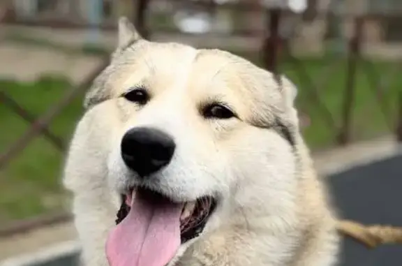 Пропал собака, Будённовск, Ставропольский край - белый с светло-рыжими пятнами - photo