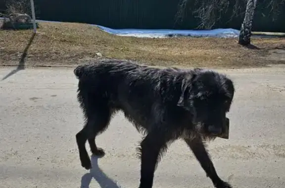 Найденные животные Ярлуковский сельсовет, фото: Найдена собака, Российская улица, 38, Ярлуковский сельсовет - чёрного окраса с зелёным ошейником