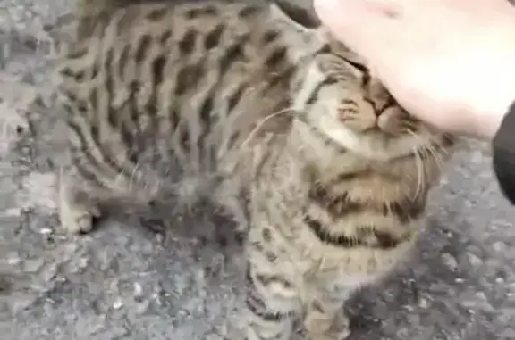 Найдена кошка, Благовещенск, фото: Найдена кошка, улица Калинина, Благовещенск - пятнистая