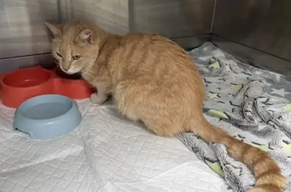 Найдена кошка, Москва, фото: Найден кот, улица Панфёрова, 8, Москва - рыжий и пугливый