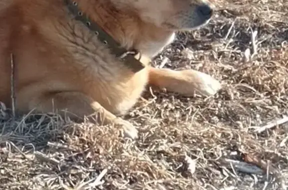 Найденные животные Красноярск, фото: Найден собака, мужской, улица Воронова, Красноярск - в ошейнике, не агрессивный