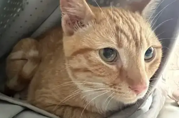 Найдена кошка, Ростов-на-Дону, фото: Найден кошка, Большая Садовая улица, Ростов-на-Дону - рыжий котёнок, ласковый и ухоженный