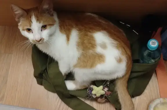 Пропала кошка, Первомайская улица, 168А, Пятигорск - photo