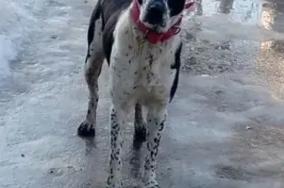 Найдена собака, Сергиев Посад, фото: Найдена собака, Фестивальная улица, Сергиев Посад - женская, с красным ошейником