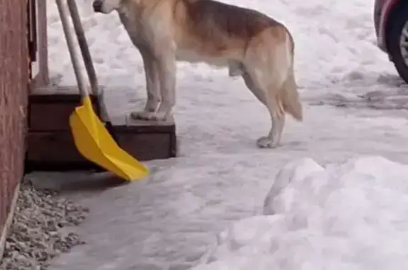Найдена собака, Воронинское, фото: Найден собака, Асиновская улица, Воронинское - крупный и добрый