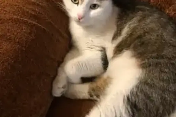 Пропала кошка, Нагатинская улица, 19, Москва - photo