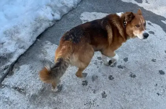 Найдена собака, Казань, фото: Найдена собака, улица Баки Урманче, 1, Казань - рыжая с темно-коричневым ошейником