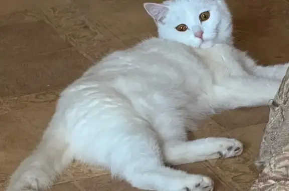 Пропала кошка Девочка, Чита (rl1159045) - photo