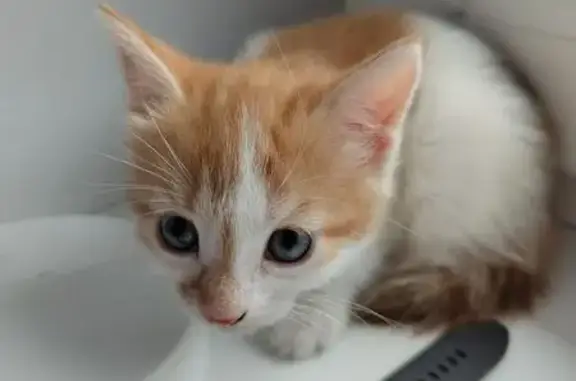 Найдена кошка, Всеволожск, фото: Найден котёнок, мужской, Октябрьский проспект, Всеволожск