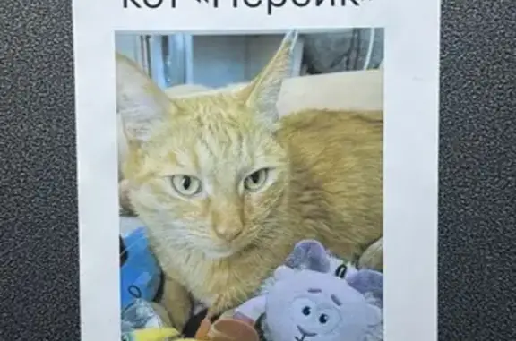 Пропал кот, Ястынская улица, 15А, Красноярск - photo