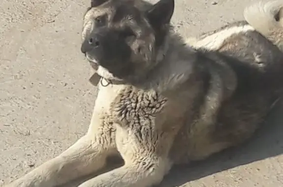 Найдена собака, Чита, фото: Найдена собака, Чита - девочка акита, добрая к людям