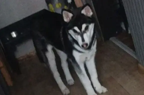 Потерянные животные Комсомольск-на-Амуре, фото: Пропал собака, А-376, Комсомольск-на-Амуре - хаски, мальчику 5 месяцев