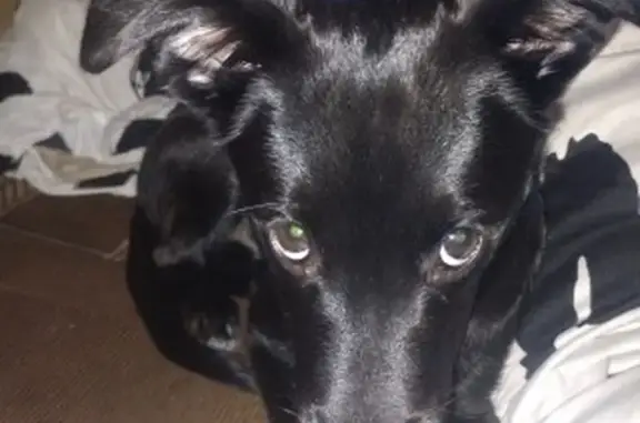 Пропала собака Девочка, Мытищи (rl1159051) - photo