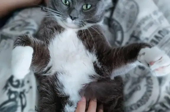 Пропала кошка Девочка, Имени Свердлова (rl1159053) - photo