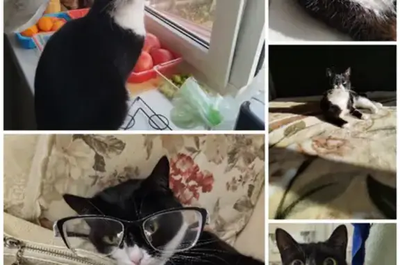 Пропала кошка, Турбинная улица, 106, Волгоград - photo