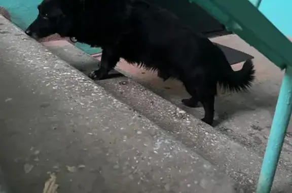 Найдена собака, Вологда, фото: Найден собака, Октябрьская улица, 6, Вологда - черная с зелёным ошейником