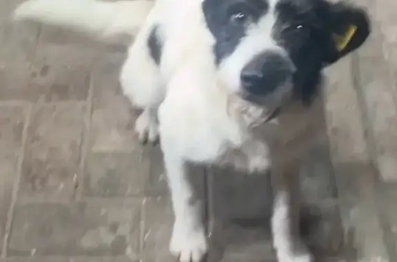 Собаки потеряшки, Славянский, фото: Потеряшка собака, Славянский, Ставропольский край - крупный и добрый, с голубым ошейником