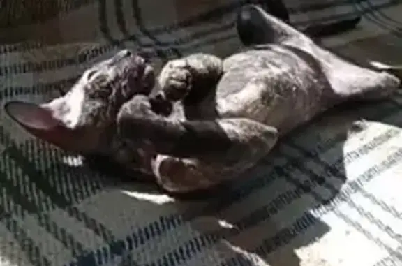 Пропала кошка, проспект Победы, 100, Казань - черепаховый окрас, сфинкс - photo