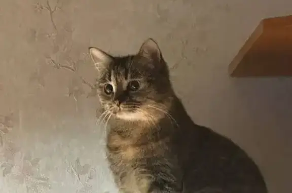 Пропала кошка, Сарапульская улица, Уфа - трехцветная и тихо мяукает - photo