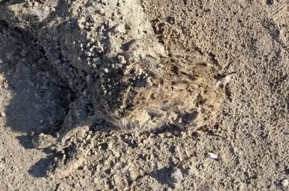 Найдена кошка, Домодедово, фото: Найдена кошка, 46К-4230, Домодедово - труп оттаял из-под снега