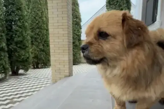 Найдена собака, Ессентукская, фото: Найден собака, мужской, Лесная улица, Ессентукская