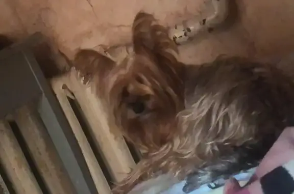 Собаки потеряшки, Фокино, фото: Потеряшка собака, женская, площадь Ленина, 2, Фокино - серо-рыжая, откликается на Мила