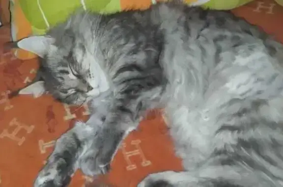 Пропала кошка, Воронежская улица, 34 к2, Москва - породы Мей-кун - photo