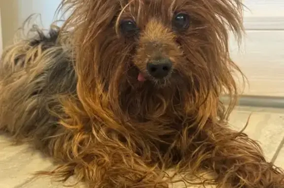 Найдена собака, Москва, фото: Найден йоркширский терьер, мужской, Корабельная улица, 6, Москва