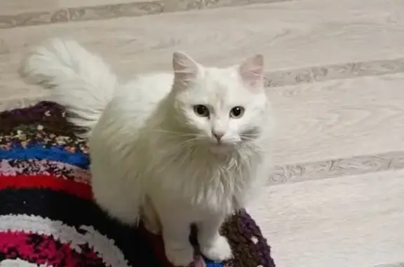 Пропала кошка, Иремельская улица, Имангулово - photo