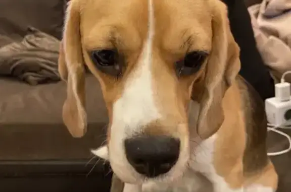 Найдена собака, Санкт-Петербург, фото: Найдена собака, женская, Купчинская улица, Санкт-Петербург - коричневый окрас, белое пятно на холке