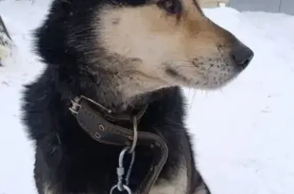 Найдена собака, Чебоксары, фото: Найден собака, Чебоксары - воспитанный и послушный