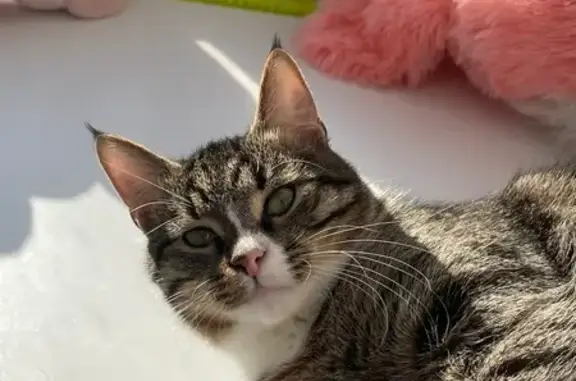 Пропала кошка, улица Германа Титова, 9/2, городской округ Липецк - photo