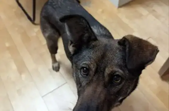 Пропала собака, женский пол, проспект Защитников Москвы (дублёр), Москва - чёрно-бурая с раной на носу - photo