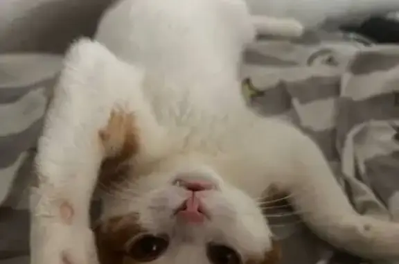 Пропала кошка, Автомагистральная улица, 11, Екатеринбург - photo