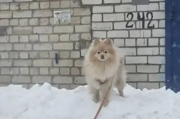 Пропала собака, Центральная улица, 27, Поздняково - шпиц по кличке Бендж - photo