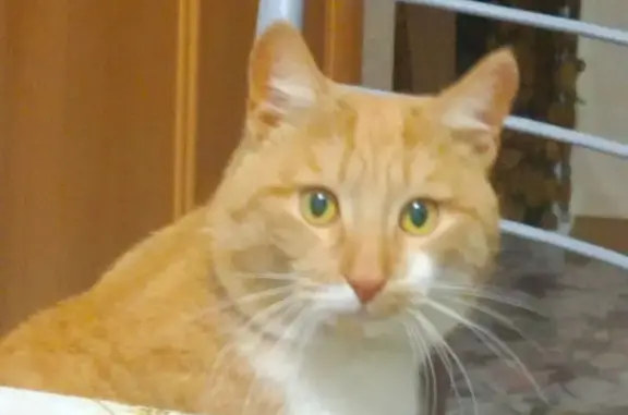 Пропал кот, Вязники - photo